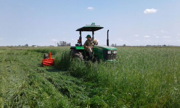 Rolador cultivos de cobertura / cultivos de servicio 4.00 m - Cuchillas helicoidales