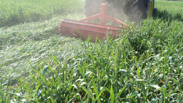 Rolador cultivos de cobertura / cultivos de servicio 2.25 m - Cuchillas planas - 3P