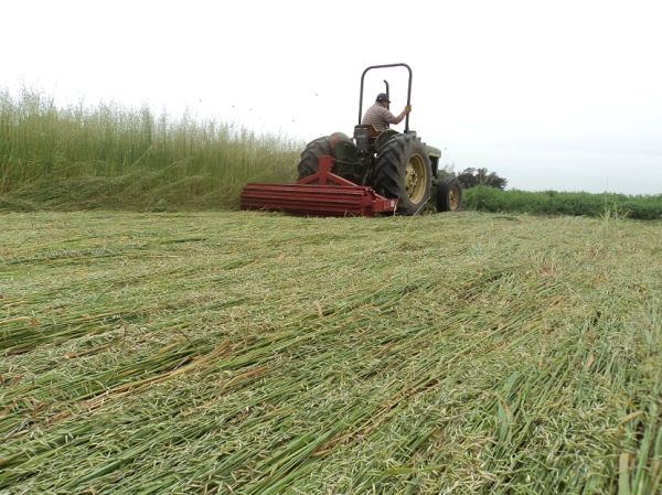Rolador cultivos de cobertura / cultivos de servicio 2.25 m - Cuchillas planas - 3P