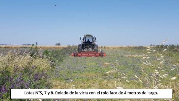 Rolador cultivos de cobertura / cultivos de servicio 4.00 m - Cuchillas planas