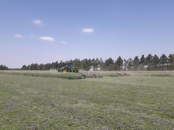 Rolador cultivos de cobertura / cultivos de servicio 19.40 m - Cuchillas helicoidales